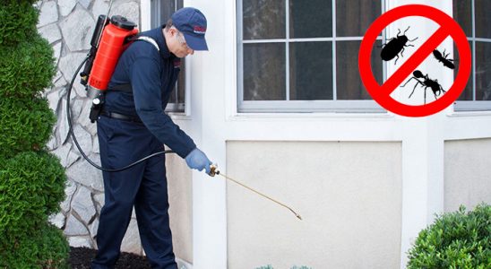 Başmakçı Uçan Haşere İlaçlama böcek ilaçlama ve haşere kontrolü — ilaclama-tr.com